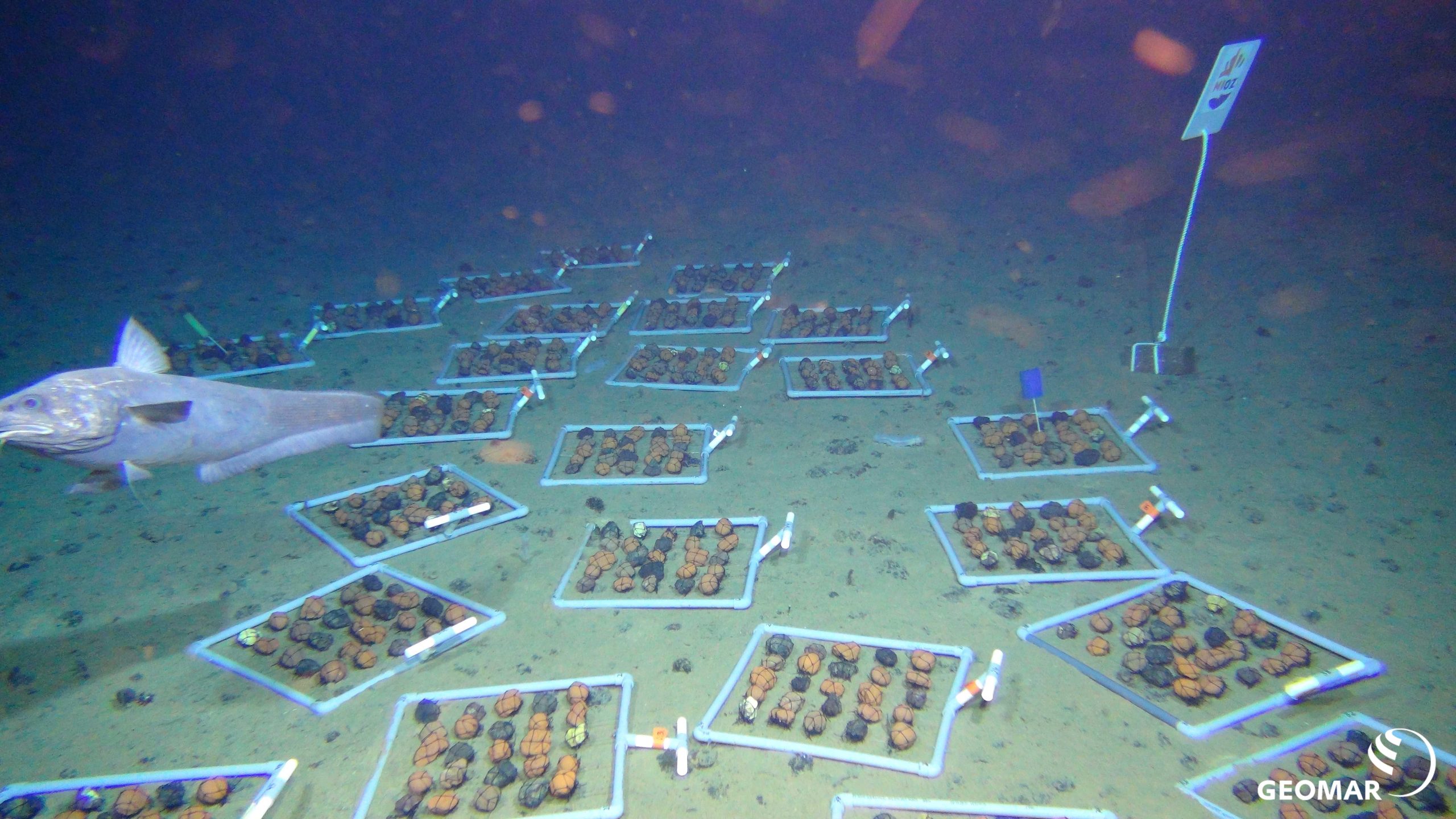 Image shows the deep-sea mining and investigation of the impact that potential manganese nodule mining in the deep sea would have on ecosystems there.